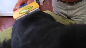 Как работает Furminator  для собак