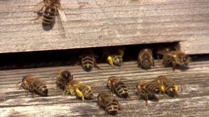 Звуки пчёл✨