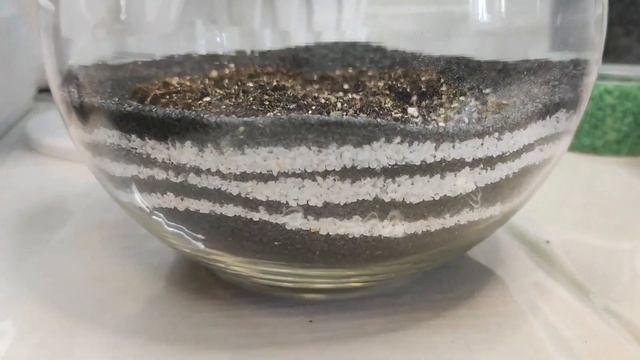 Флорариум из суккулентов! Первый ФЛОРАРИУМ своими руками. Сделать Флорариум легко и просто!