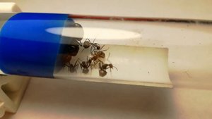 •••Camponotus nicobarensis•••описание вида•••