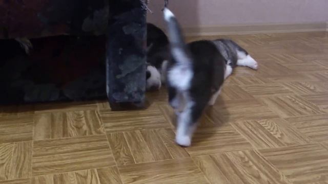 трехнедельному щенку хаски приснилось что он волк смотреть онлайн