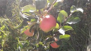 Яблоня сорта "Жигулевское".