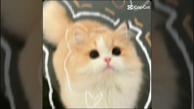 кот_коты_кошки_котята🌺🌼✨❤️❤️