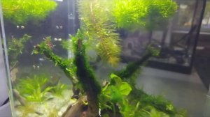 Мини-аквариум 15 литров, креветки и неончики