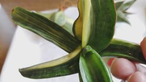 Растения из Индонезии из первой посылки - результат после обработки 29.05.2024