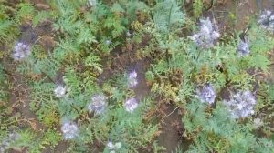 #фацелия #сидерат / Фацелия. Лучший сидерат для обогащения истощённой почвы.