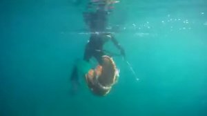 Подводная охота на осьминога.