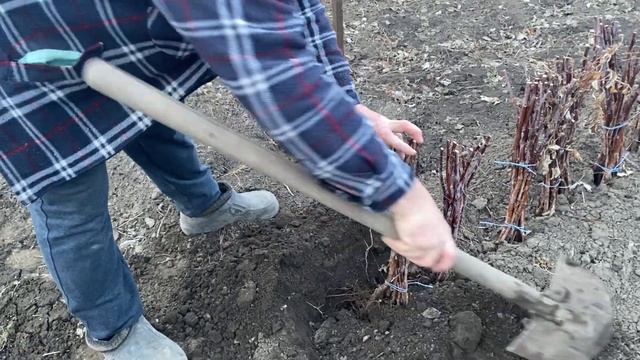 Как сохранить саженцы малины до весны. Прикоп саженцев.