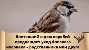 Вы знали к чему птица залетает в окно? Народные приметы, связанные с птицами. Птица залетела в окно