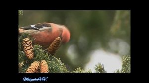 Позывка белокрылого клеста