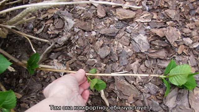 Гортензия древовидная — сорта, посадка и уход в открытом грунте, размножение смотреть онлайн