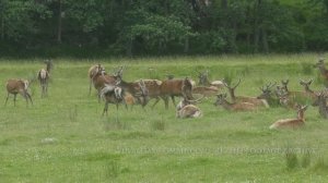 Red Deer - Cervus elaphus / Scotland