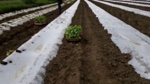 посадка огурца под плёнку в открытый грунт2020