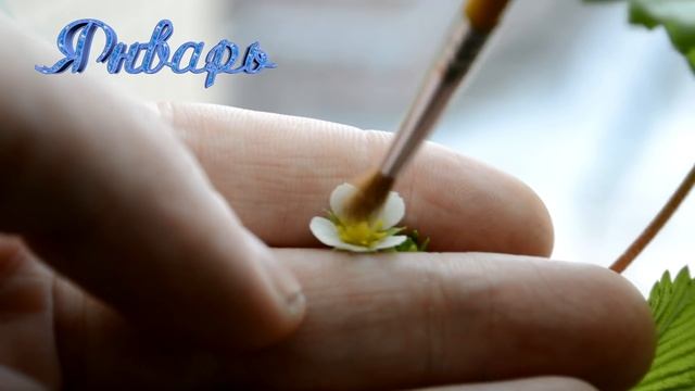 ??? Земляника зимой растет на подоконнике ( Искусственное опыление земляники зимой ) смотреть онлайн