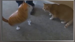 Неожиданная реакция кота на игрушку / Unexpected cat reaction to a toy