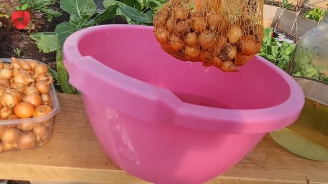 Ovo uvijek uradim prije sadnje luka za zaštitu od štetnika i bolesti !