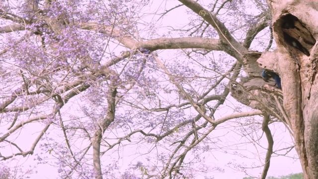 Нежная музыка, успокаивает нервную систему и радует душу. Расслабляющая музыка