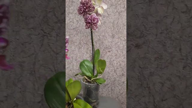 Wild cat. Дикий котик смотреть онлайн