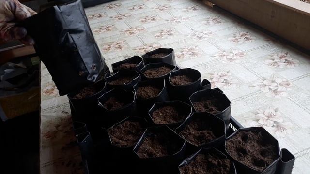 Смородина- готовим саженцы шикарных сортов для нового сезона смотреть онлайн