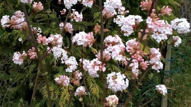 Viburnum Farreri