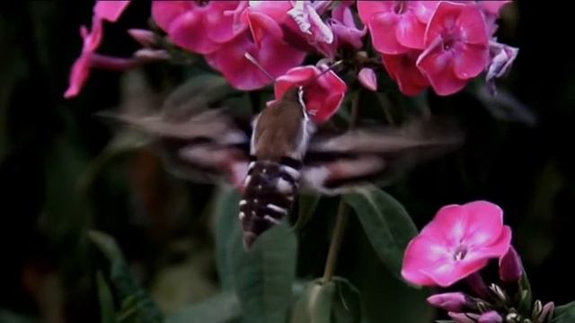 Бабочка бражник подмаренниковый.Butterfly hyles