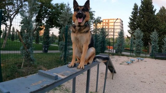 Арчи звезда среди Немецких овчарок смотреть онлайн