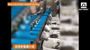 Весовой сортировщик ВЕСТАЛИНК - морской огурец