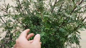 Растения растущие в песке без земли ГЕРМАНИЯ