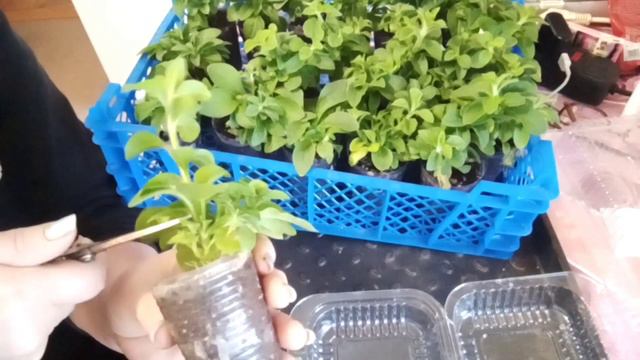 Срочная стрижка петуньи. смотреть онлайн