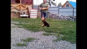 Веллингтон