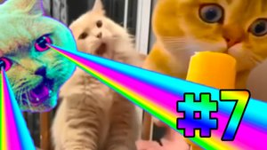 Purrfect #7 | Свежая подборка питомцев | Смешные и милые | Забавные Животные | Приколы 2022