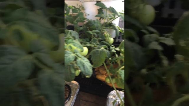 ???Томат Бони ММ очень радует!!! #plant #hydroponics #gardening #vegetable #tomato