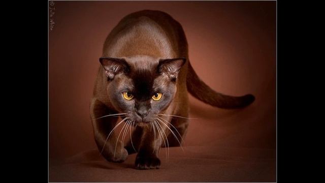 я твой самый давний сон смотреть онлайн