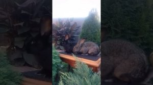 Кролики Ризен черного, железистого окрасов