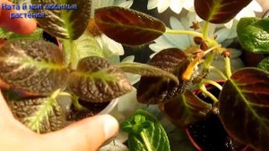 Для любителей эписций :обзор " материнских "растений и "деток"- как растут, развиваются