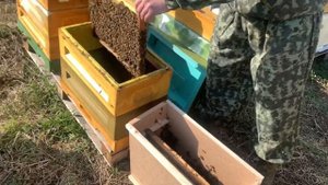 Заселяем улей. Как открыть пчелопакет и заселить в улей. Быстрый старт пчелиной семьи