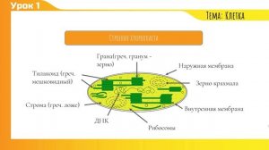 Растительная клетка