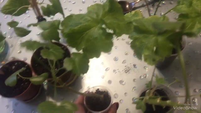 Начинаю обрезку и пересадку фуксий и пеларгоний смотреть онлайн