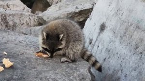 Енот ест печенье