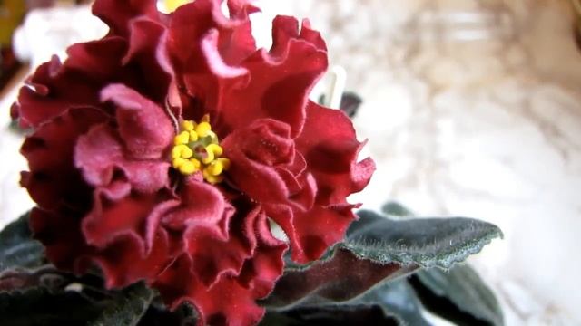 ФИТИЛЬНЫЙ полив фиалок  МЕЖСЕЗОНЬЕ! ВАЖНО! Юлия Датта
