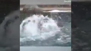 Слоны-добрые животные... И очень смешные!!!