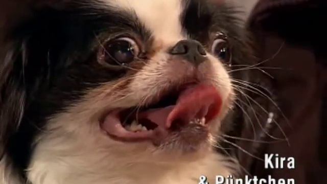 Herrchen gesucht 09 12 2006 18 56 Uhr смотреть онлайн