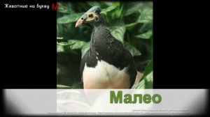 Животные на букву М (1)