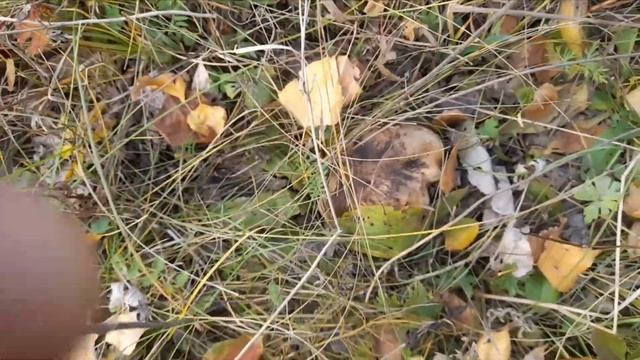 Сбор подтопольников смотреть онлайн