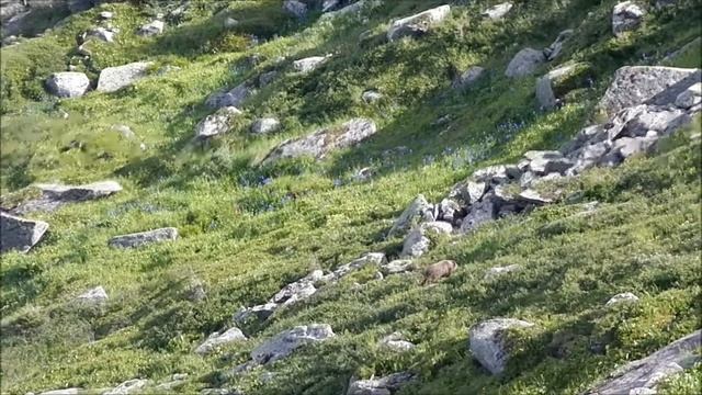 Мишки в Ергаках смотреть онлайн