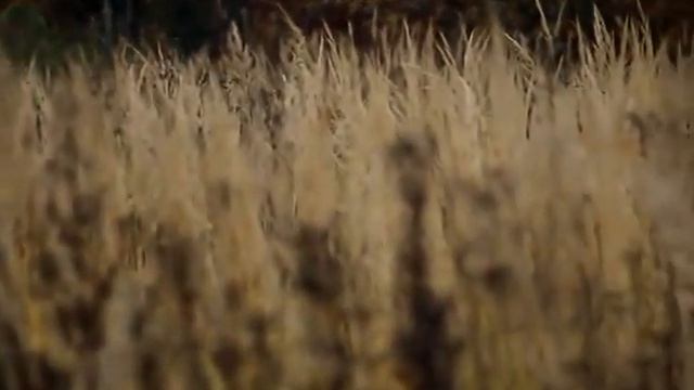 осенние травы смотреть онлайн