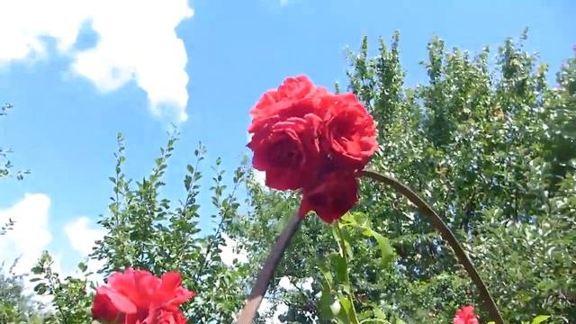 Обзор цветов в июле.