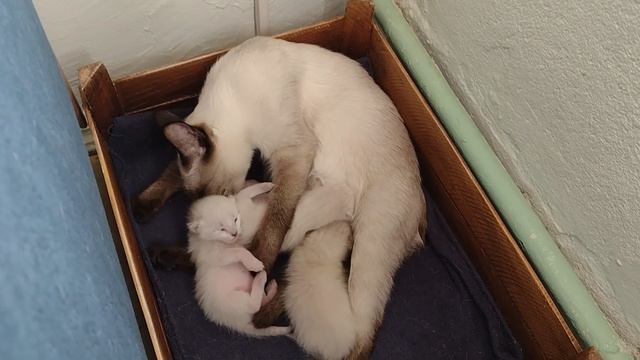 Варюша с котятами переехала за диванчик