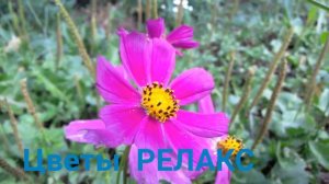 Цветы РЕЛАКС