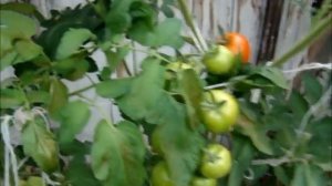 У.Ф. лампа в теплицеУ.Ф. лампа в теплице